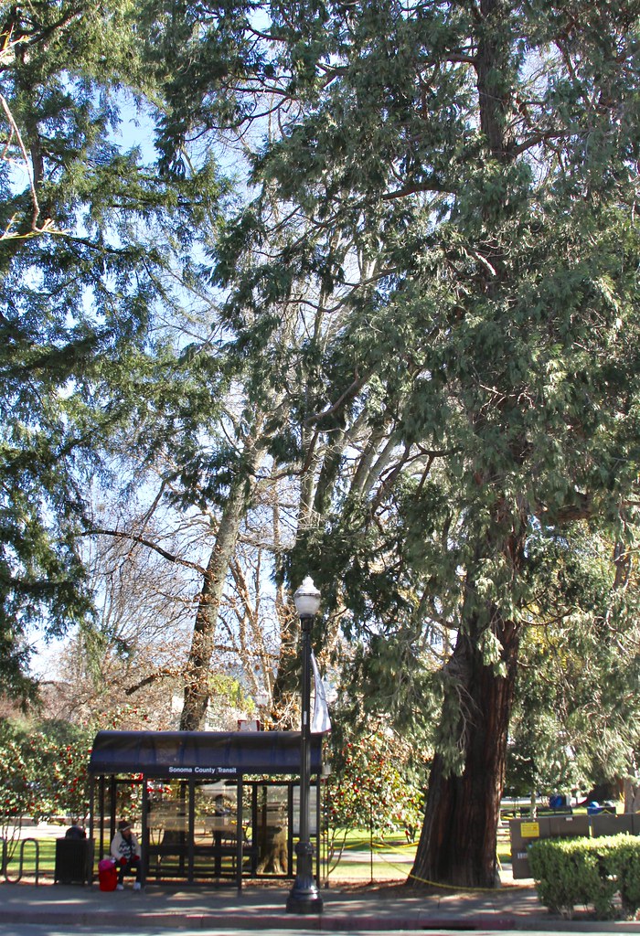 Redwood trees on Memorial Square in Healdsburg California Flickr