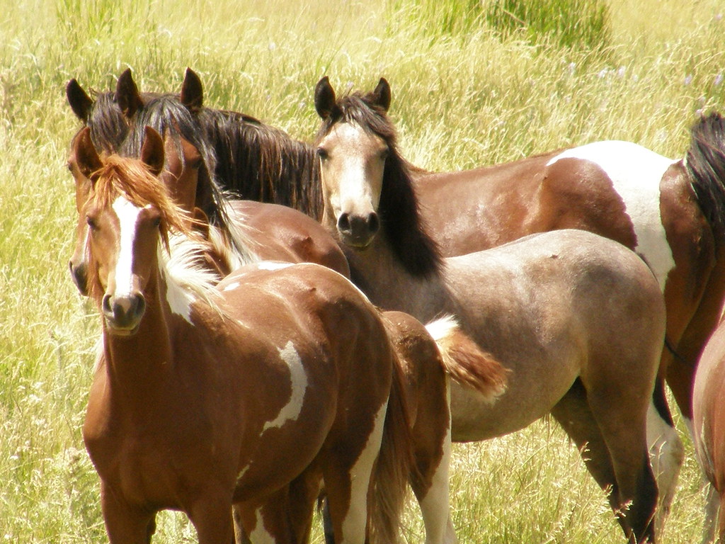 My Public Lands Roadtrip Wild Horses and Burros in Wyomin… Flickr
