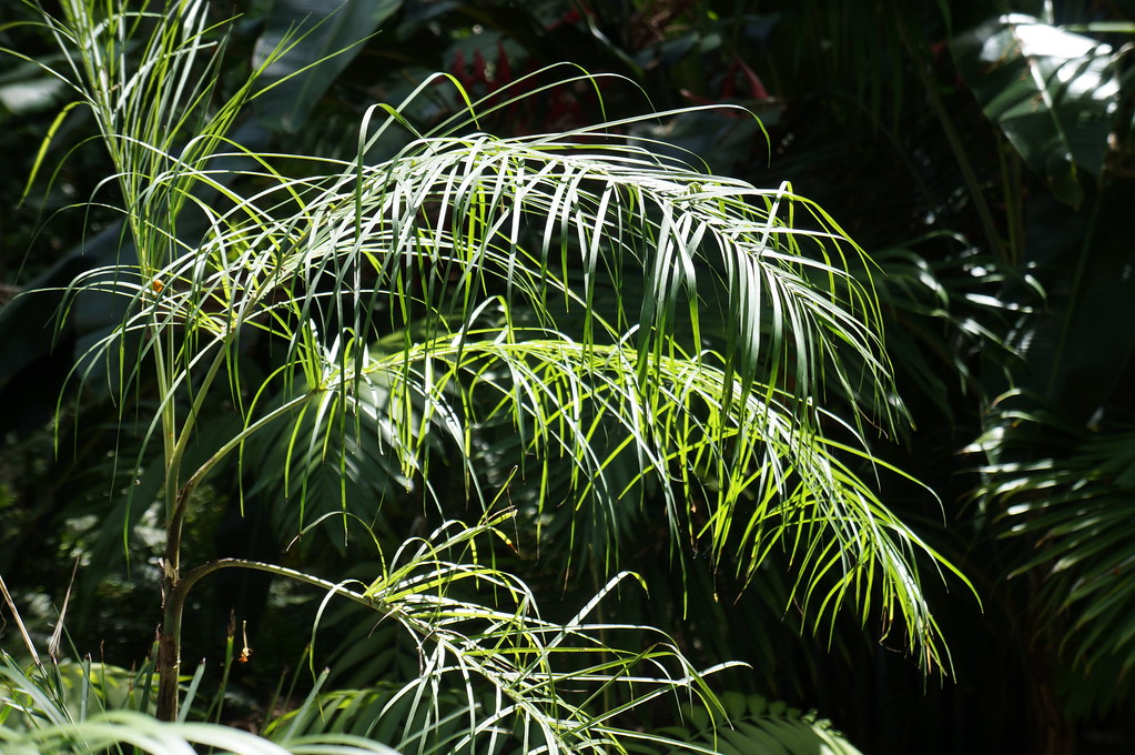 Chamaedorea plumosa (Baby Queen Palm) (3) Karl Gercens Flickr