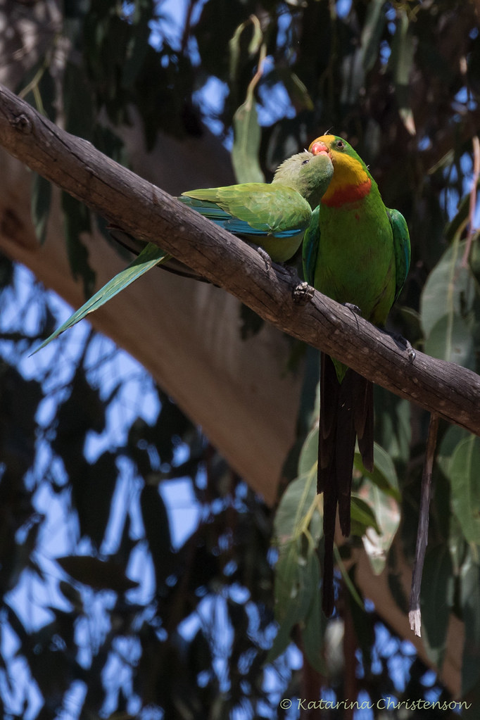 Superb parrot feeding its young a photo on Flickriver