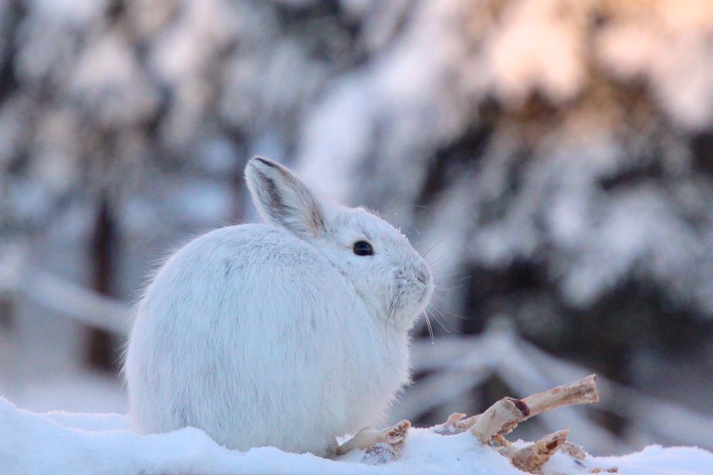MeatEater Though I've been around snowshoe hares (Lepus a… Flickr