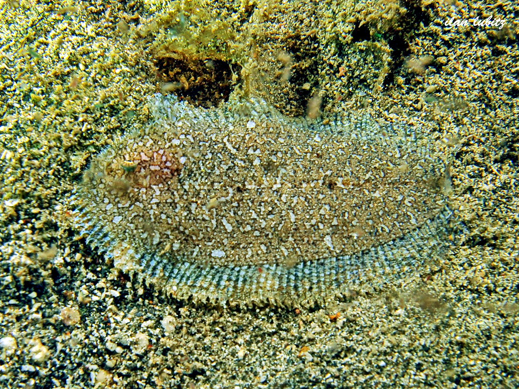 sole fish undetermined sole family Soleidae img 584 DSC_32… Flickr