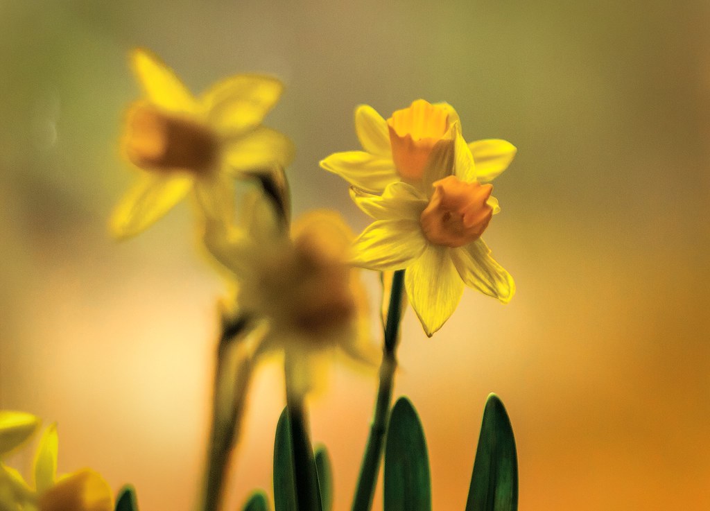 Store Bought Daffodils We got these little beauties at our… Flickr