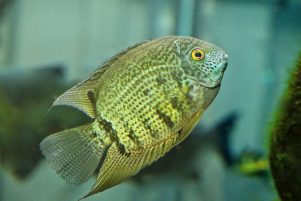 Green Severum TAXONOMY Kingdom Animalia PhylumChordata C… Flickr
