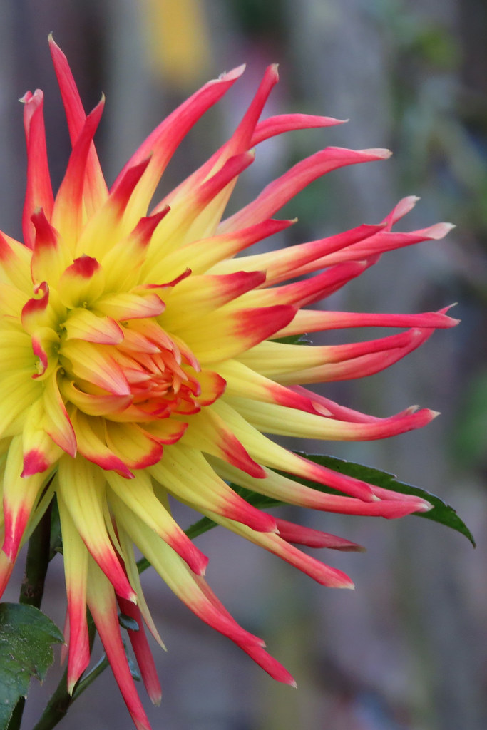 Last of the 2017 dahlias in San Francisco's Golden Gate Pa… Flickr