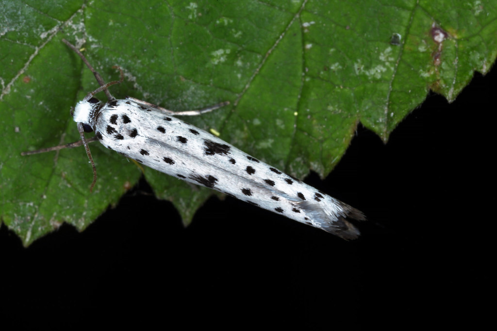 Yponomeuta plumbella, l'hyponomeute du fusain ou hyponomeu… Flickr