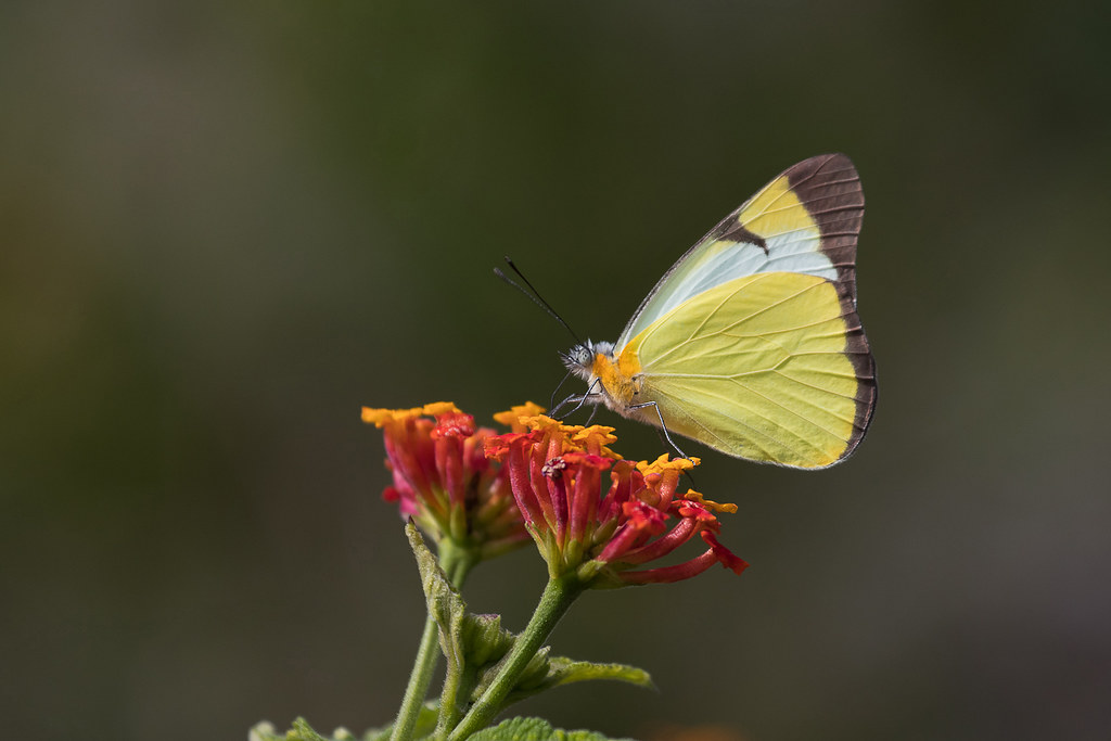 Common Melwhite (Melete lycimnia) | Parque Vivencial II - Br… | Flickr