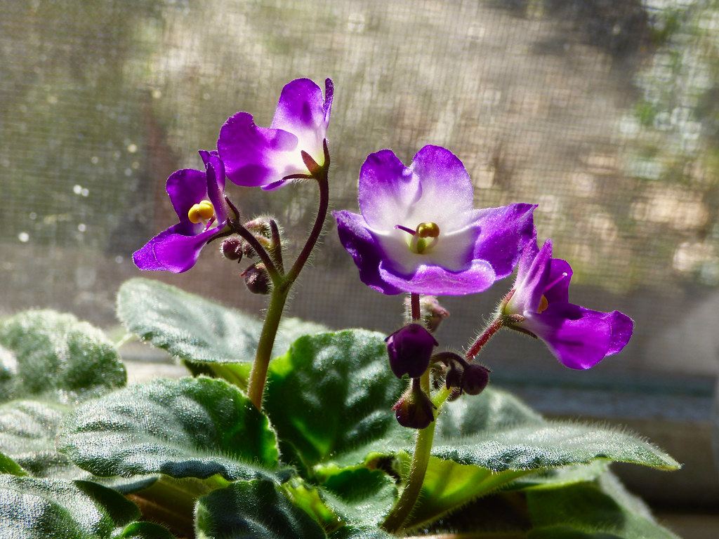 Winter Flowers another African Violet blooming on my windo… Flickr