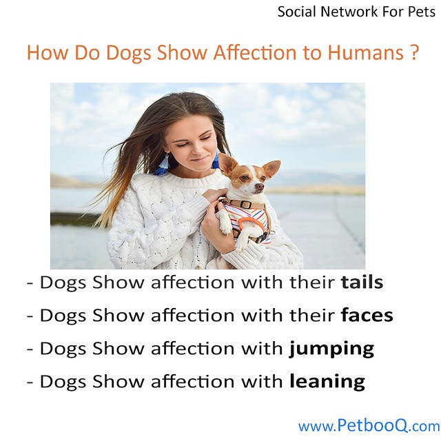 How Do Dogs Show Affection to Humans? Dogs Show Affection … Flickr