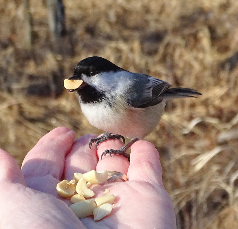 Kensington Metropark 2018 Flickr