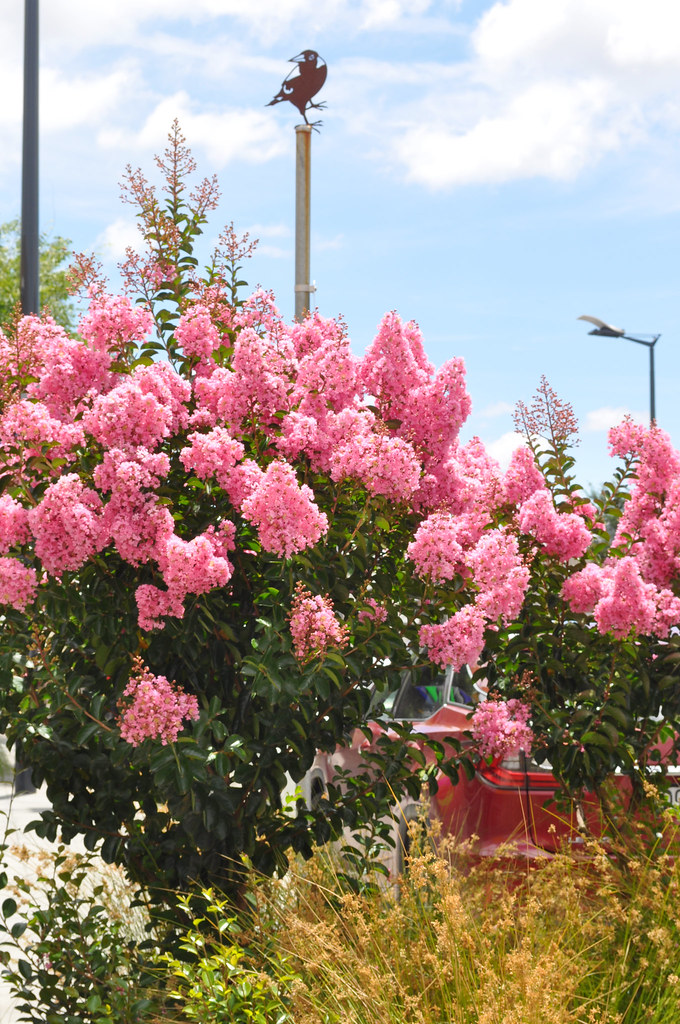 Queanbeyan Crawford Street Lifestyle Precinct to… Flickr