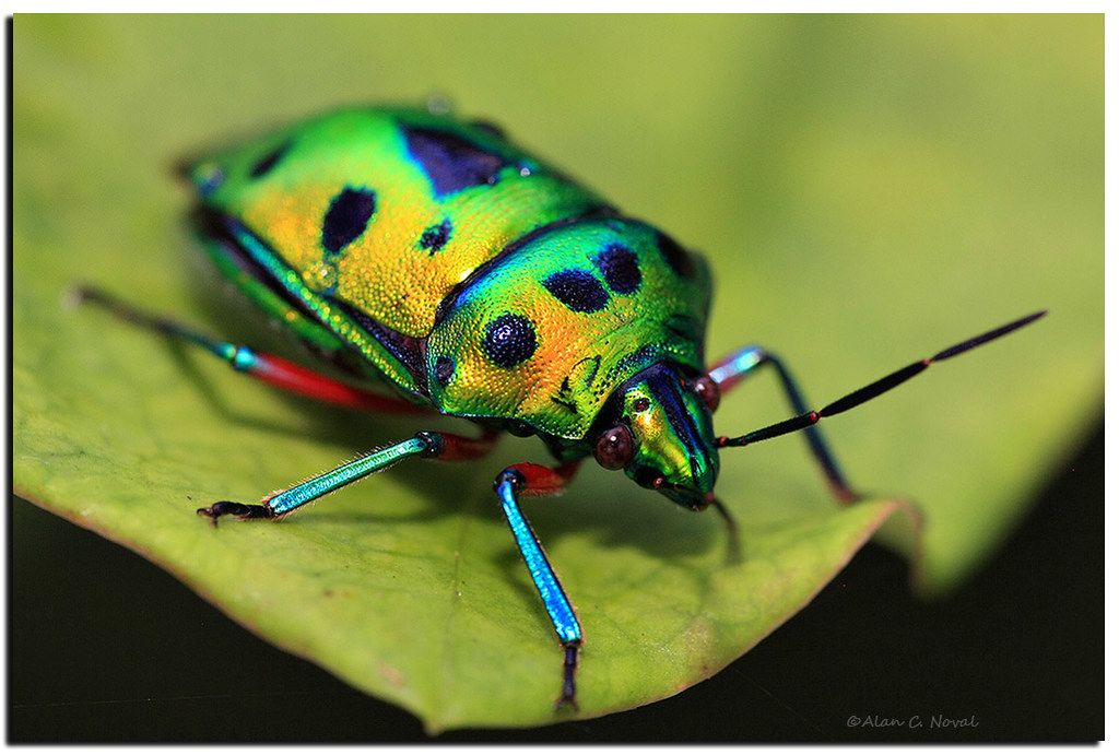 Green Jewel Bug They are commonly known as jewel bugs or m… Flickr
