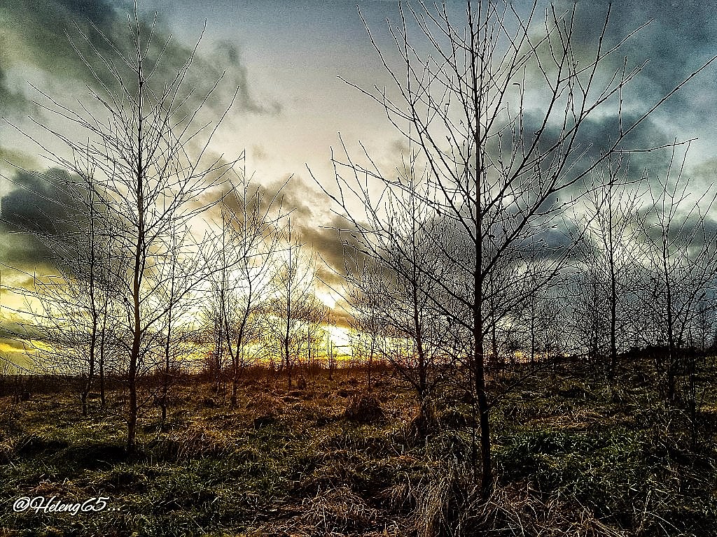 Low Burnhall woods..... Helen Graham Flickr