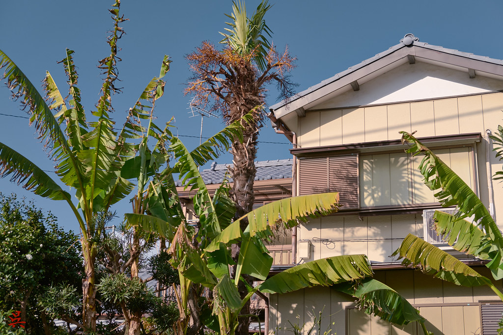 Palm Trees Tokyo, Japan gullevek Flickr