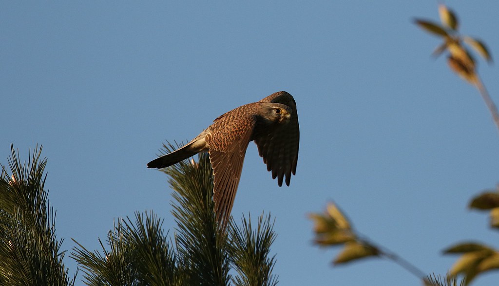 Falco tinnunculus in the morning sun Ready to hunt Mangni Flickr