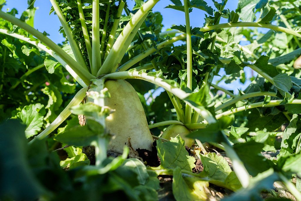 Japanese radish under the blue sky Satoru Suyama Flickr