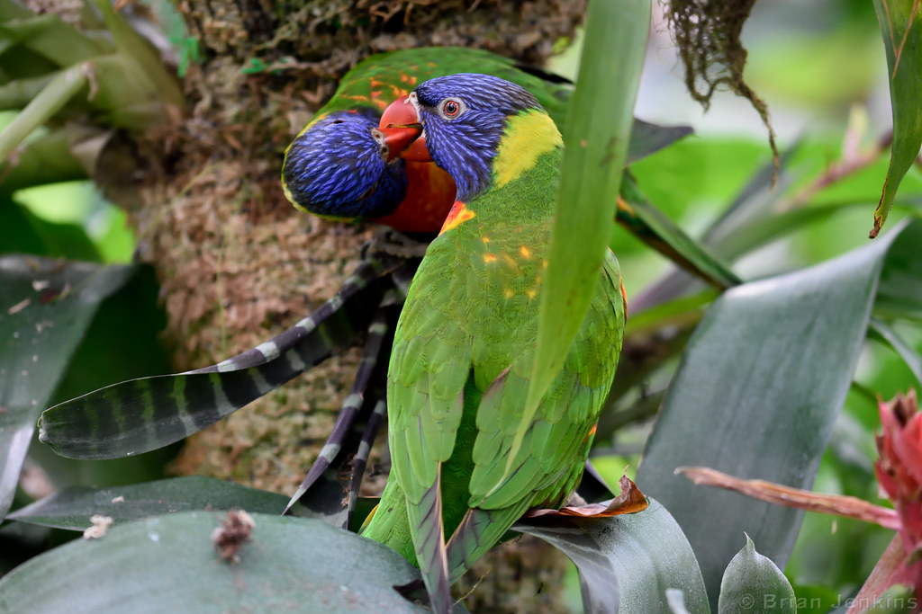 Lorikeets Tropical Butterfly House Wildlife And Falconry C… Flickr