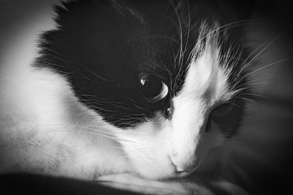 Baguira I love my cat, but she is hyperactive, when she se… Flickr