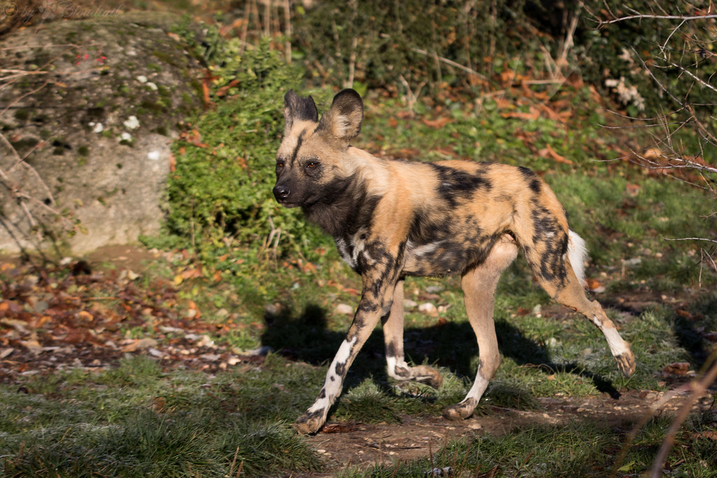 African painted dog A picture from an African painted dog Cloudtail