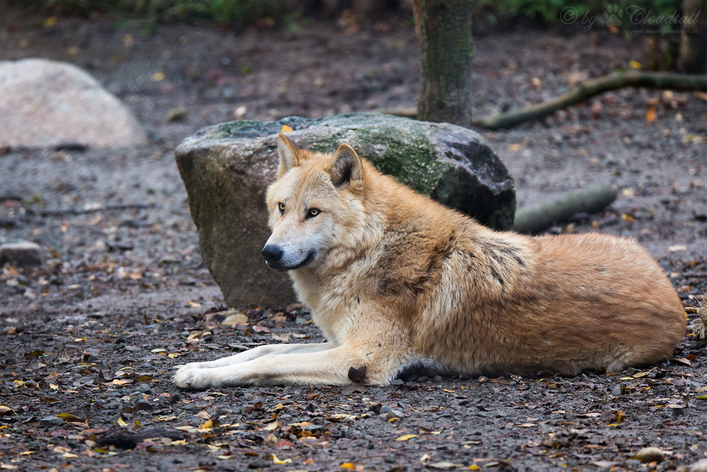 eastern timber wolf a photo on Flickriver