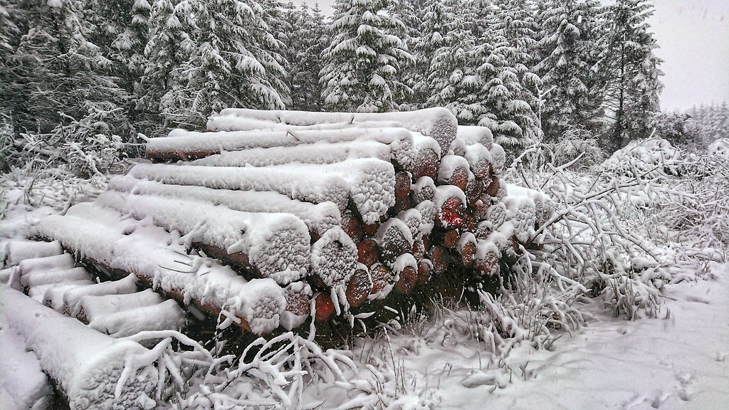 Forestry Carlow Ireland Xperia XZ1 Snapseed Edit Solomon Roller Flickr