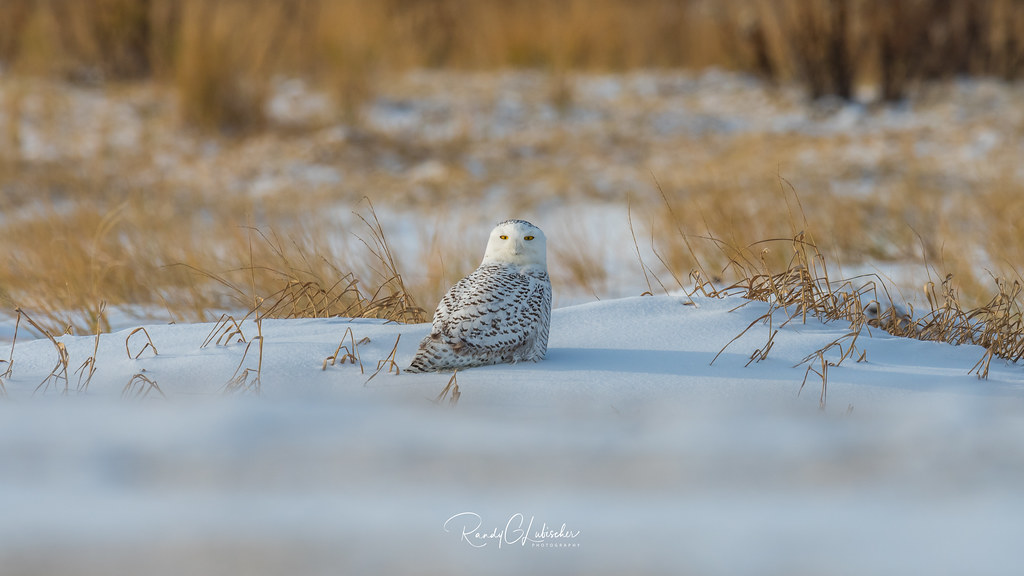 Snowy Owls of New Jersey 2017 22 DISCLAIMER This Snow… Flickr