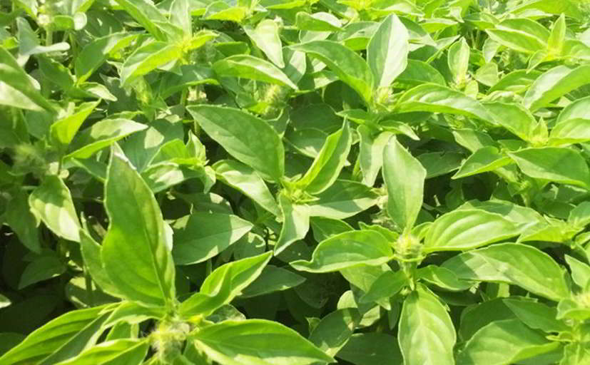 Cara Mengatasi Ejakulasi Dini Dengan Daun Kemangi