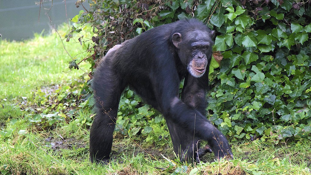 Chimpanzee Chimpanzees are our closest living relatives, s… Flickr