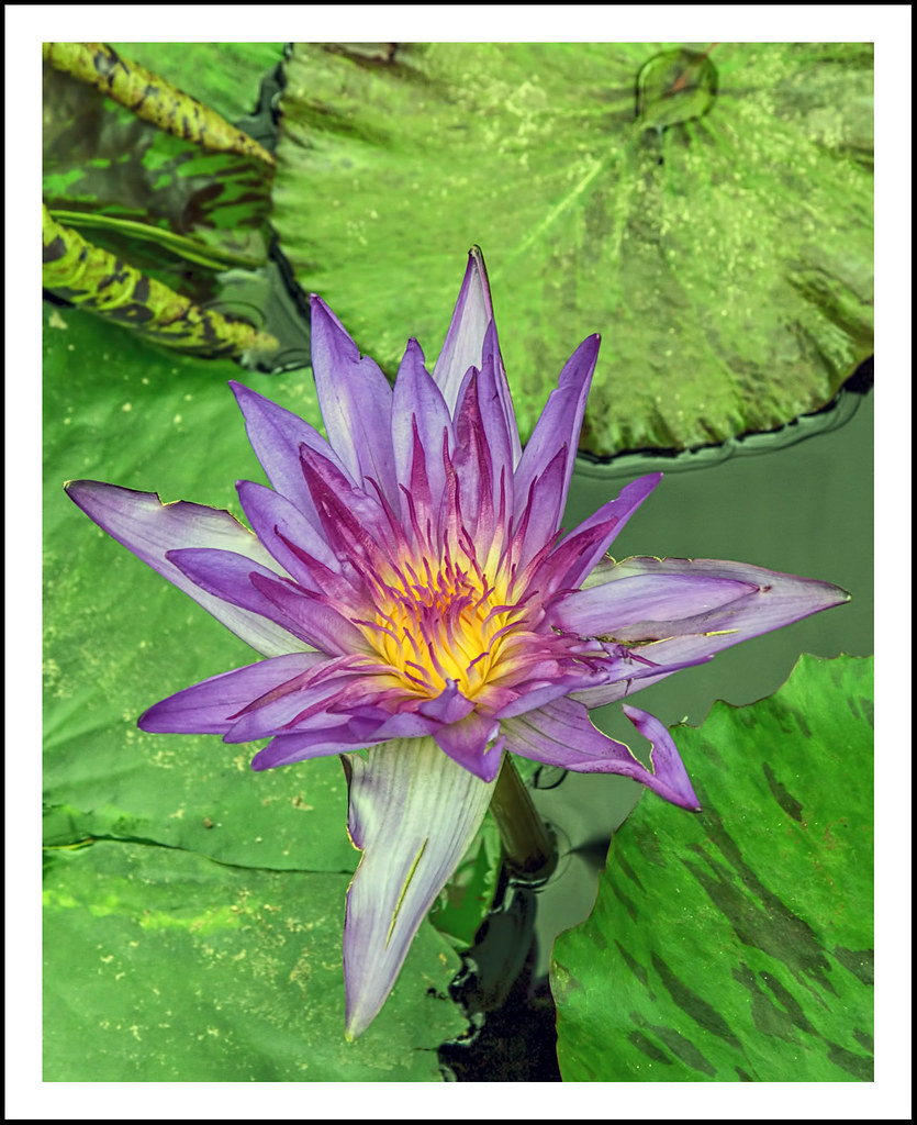 Water Lily Michigan's Hidden Lake Gardens Marsha and I m… Flickr