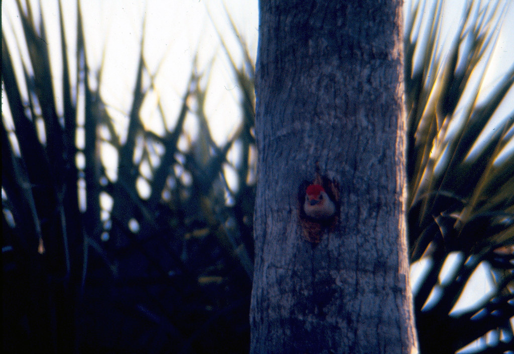 REDBELLIED WOODPECKER MAPLE LEAF ESTATES, PUNTA GORDA, FL… Flickr
