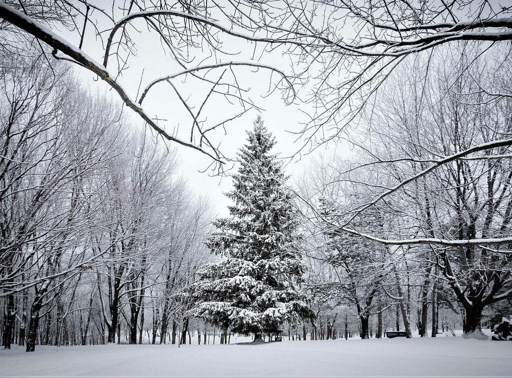 The tree. this is my favorite photo of 2017. I was wanderi… Flickr