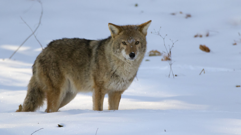 Coywolf Coywolves are a hybrid of wolves and coyotes.They'… Flickr