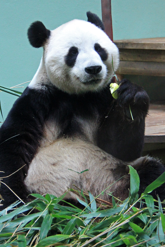 Giant Panda Edinburgh Zoo 04062015 RZSS Edinburgh Zoo is??? Flickr