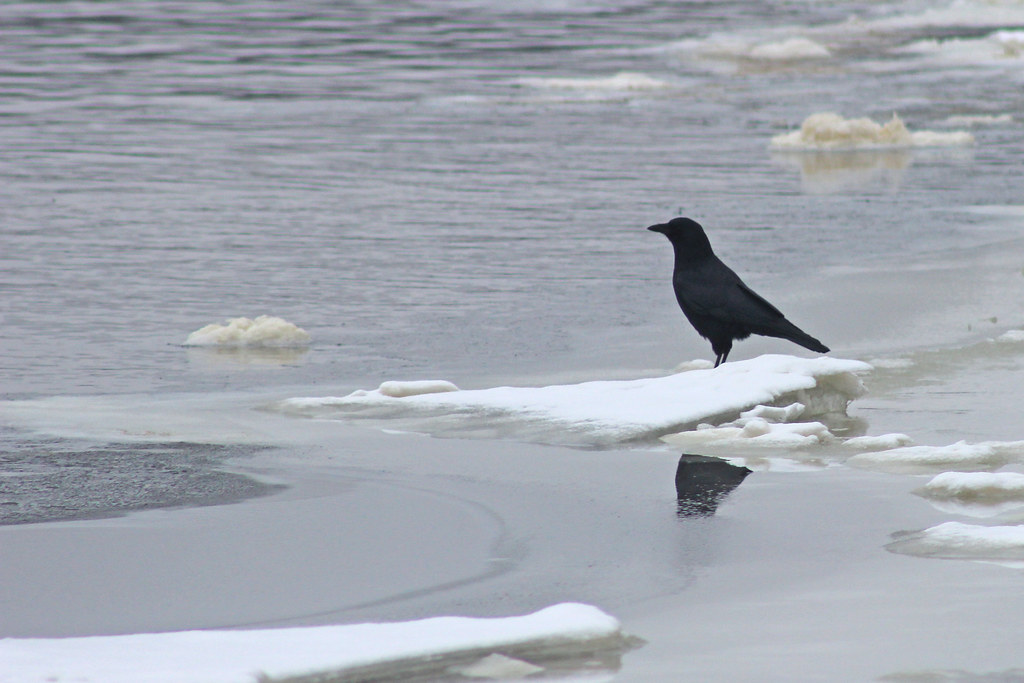 American Crow An American crow along the Mississippi River… Flickr