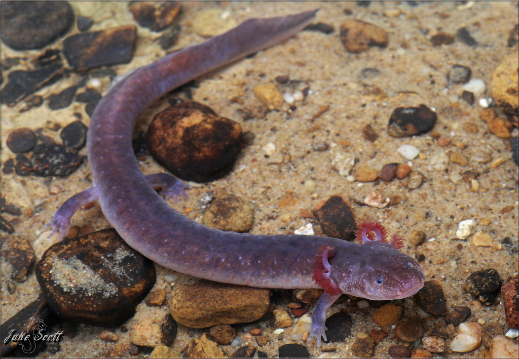 Big Mouth Cave Salamander (Gyrinophilus palleucus necturoides) a