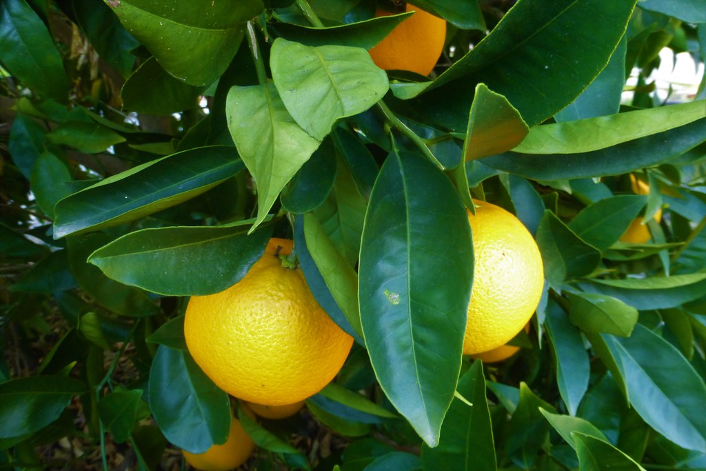 OUR ORANGE TREE Many, many "California oranges" this Decem… Flickr