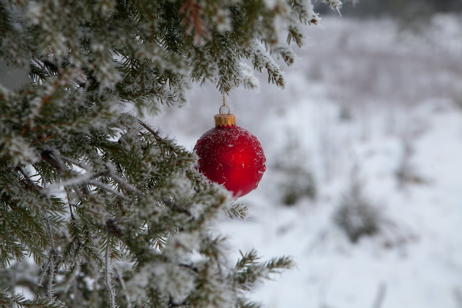 Red christmas trees balls Flickr