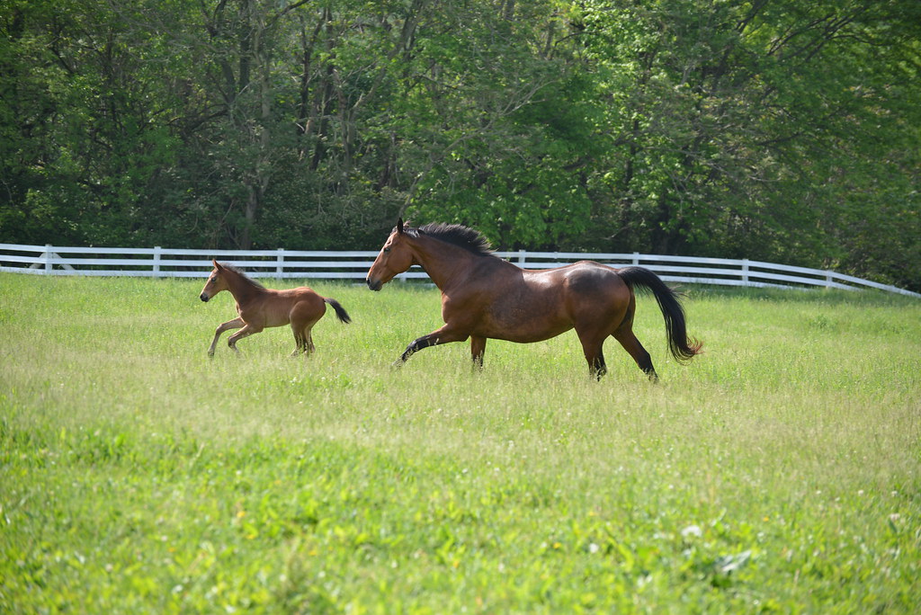 WalnutCreek_20150517_19 Walnut Creek Stables Barn Baby Flickr