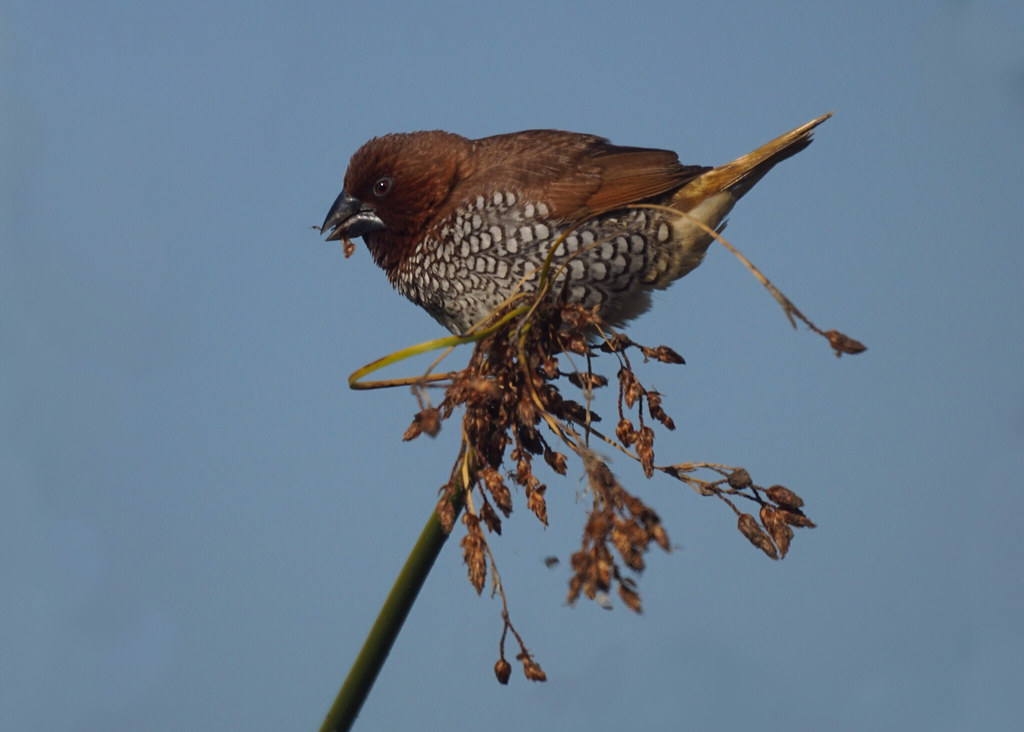 Nutmeg Mannikin Mike's Birds Flickr