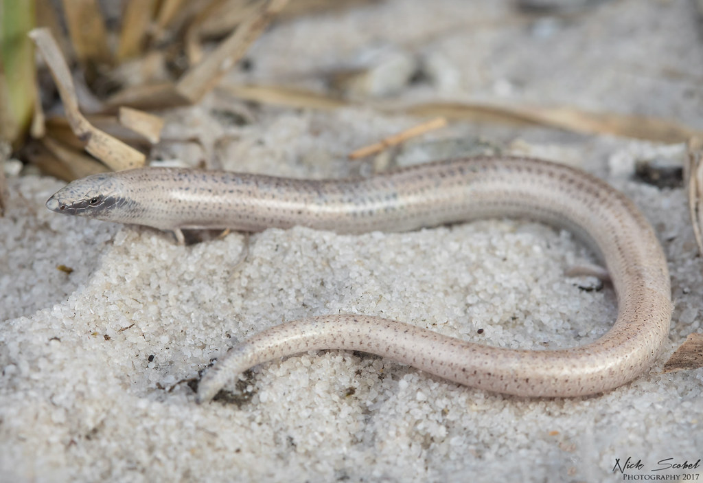 Florida Sand Skink Neoseps reynoldsi An adult from the