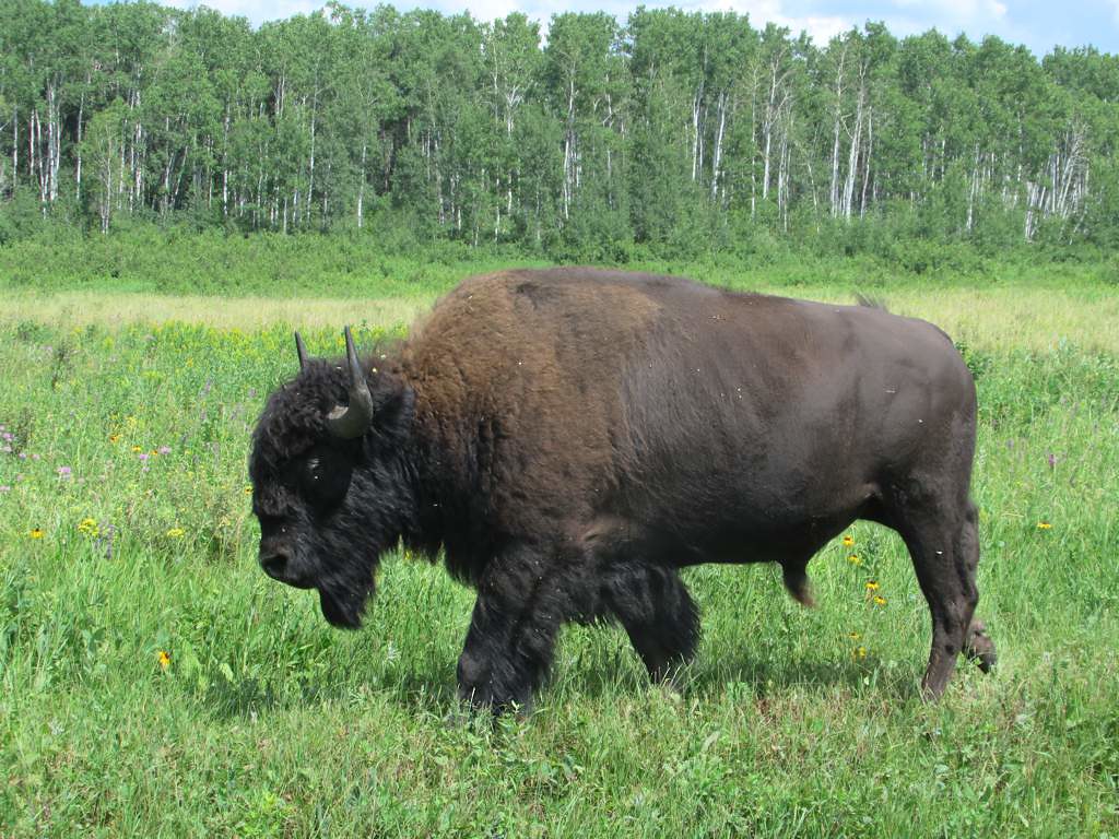 Woodland Bison Examples of the largest land mammal native … Flickr