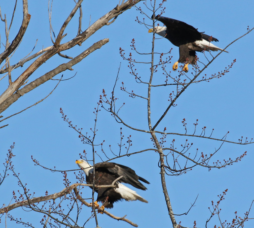 Bald Eagle Kaukauna 19 Dec 17 Ed Means Flickr