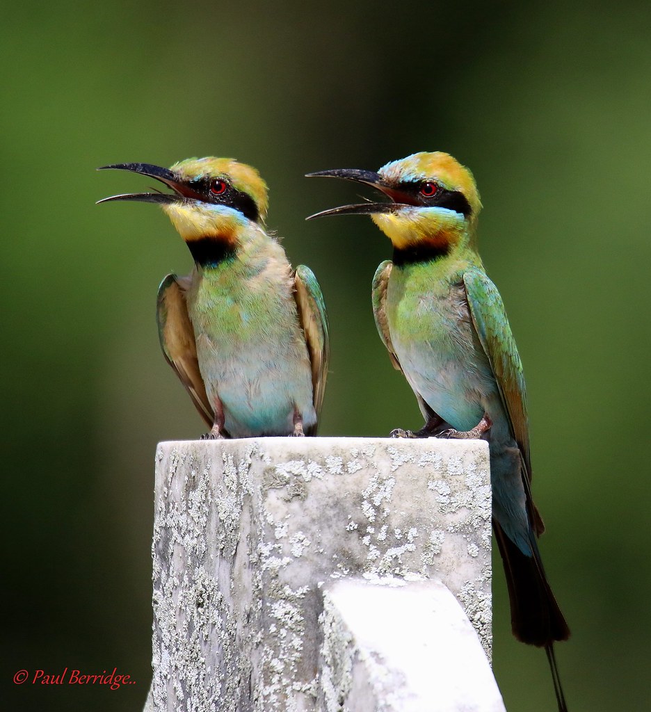 Rainbow Bee Eater Rainbow beeeater. Merops ornatus Rainbo… Flickr