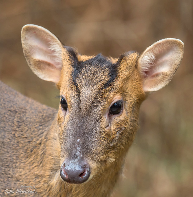 Muntjac deer a photo on Flickriver