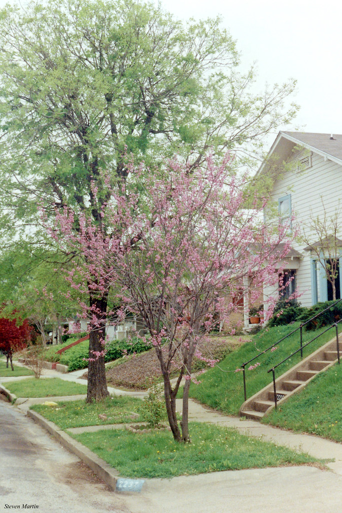 Redbud, Mistletoe Heights, Fort Worth Photo was taken in M… Flickr