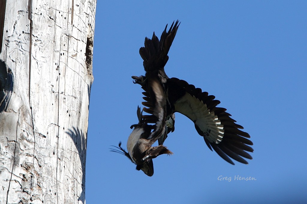 Pileated Woodpecker attacking hen Merganser 00327778w Hood… Flickr