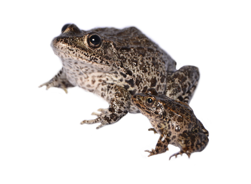 Lithobates sevosus (Dusky Gopher Frog) Memphis Zoo Joseph Baecher