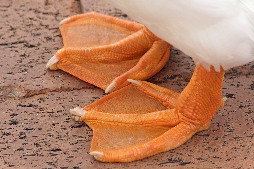 Goose Feet Ian Sanderson Flickr