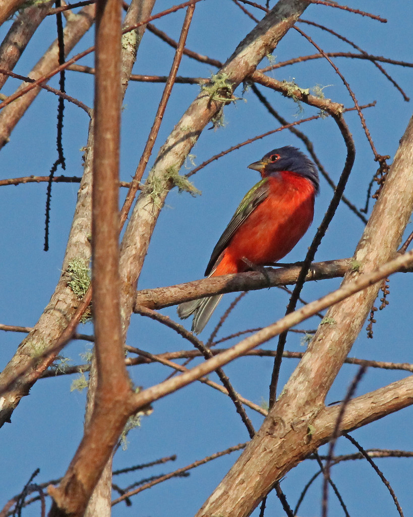 Painted Bunting (Passerina ciris) Orlando Wetlands Park, O… Flickr