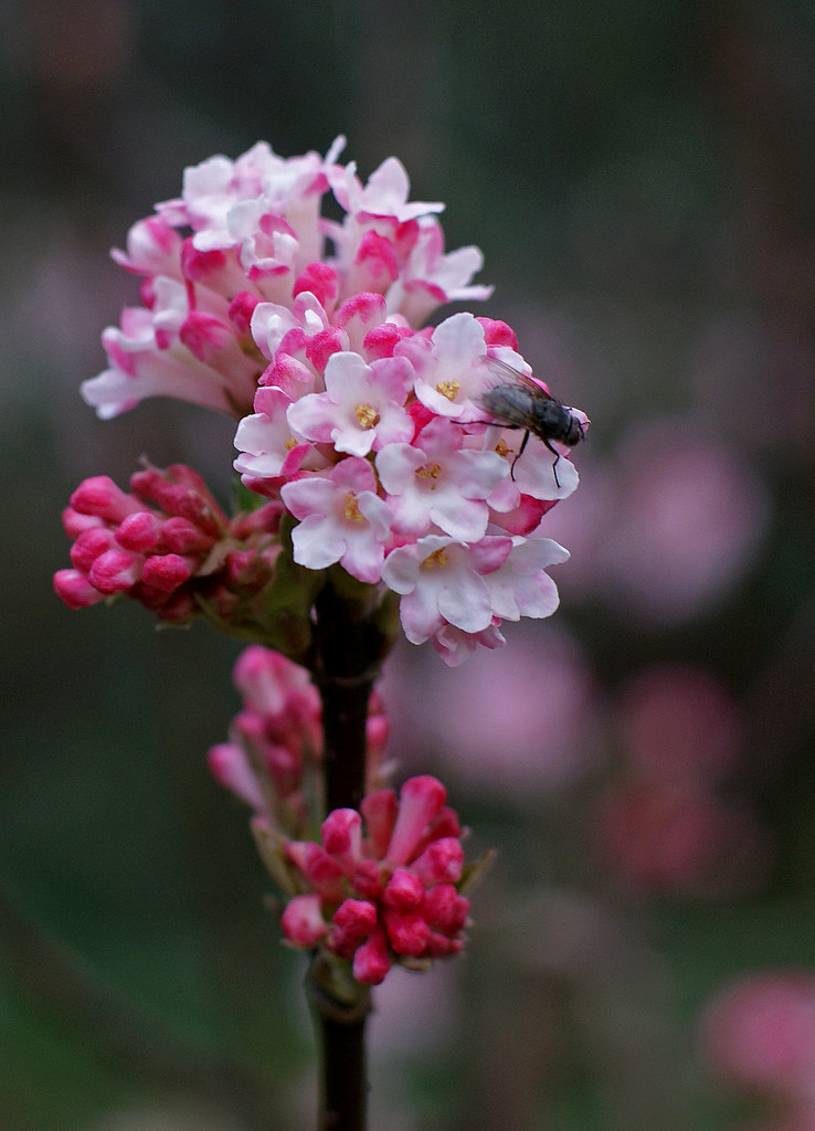 Karlsruhe, Schlossplatz, BodnantSchneeball Pink Dawn / Pink Dawn